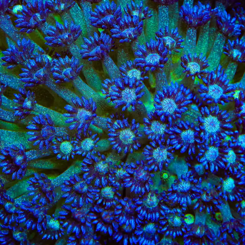 TSA Blueberry Glitter Goniopora Coral - TSA Coral
