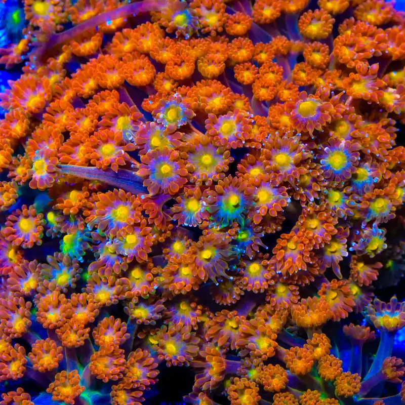 TSA Reese's Pieces Goniopora Coral - TSA Coral