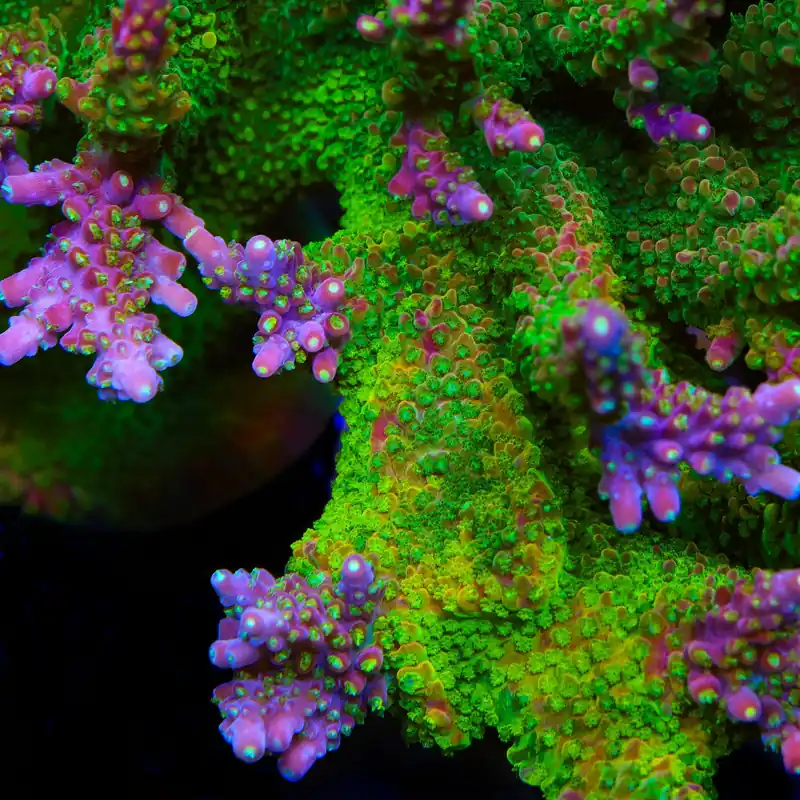 CC Grafted Banana Hammock Acropora Coral - TSA Coral