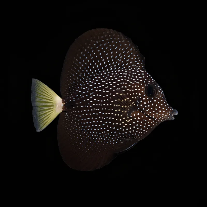 Gem Tang - Zebrasoma gemmatum
