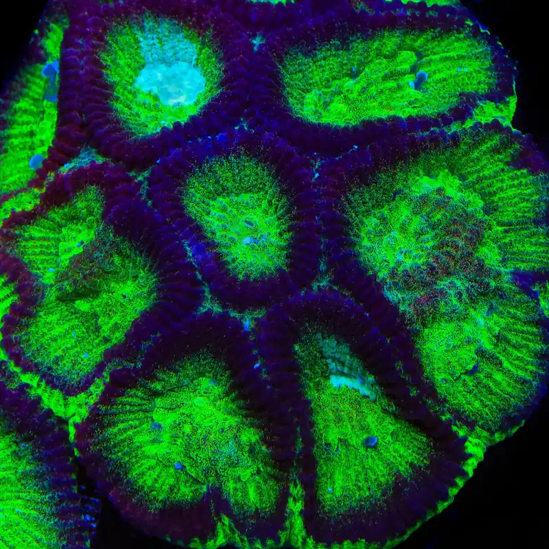 TSA Irish Favia Coral - TSA Coral