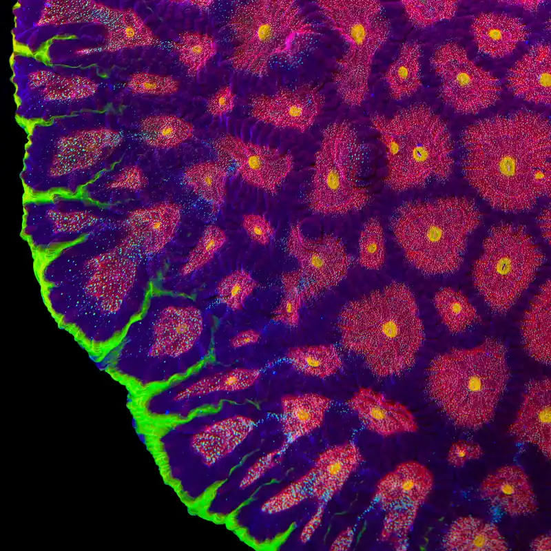TSA Infection Favia Coral - TSA Coral