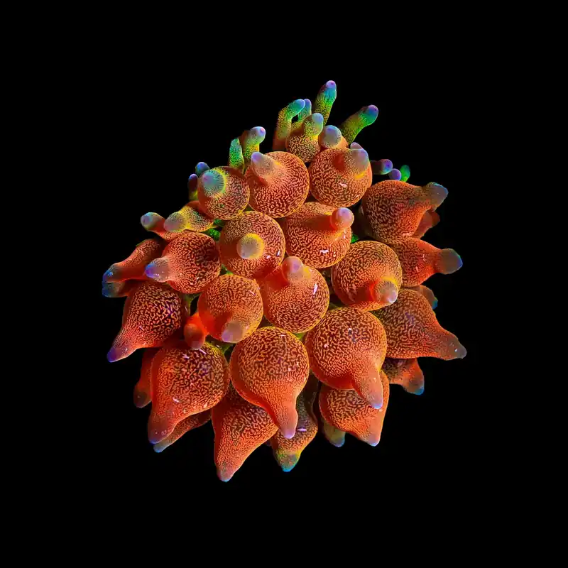 ECC Warp Drive Bubble Tip Anemone - TSA Coral