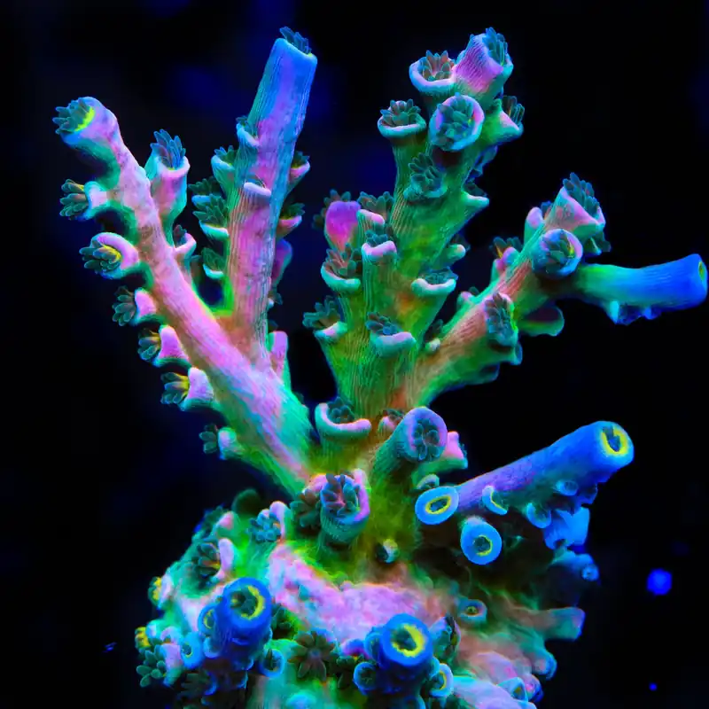 Vivids Insanity Acropora Coral - TSA Coral