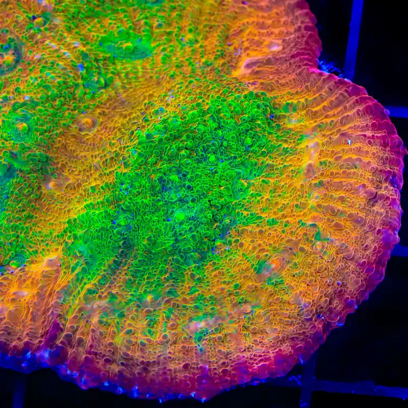 TSA Sunburst Chalice Coral - TSA Coral