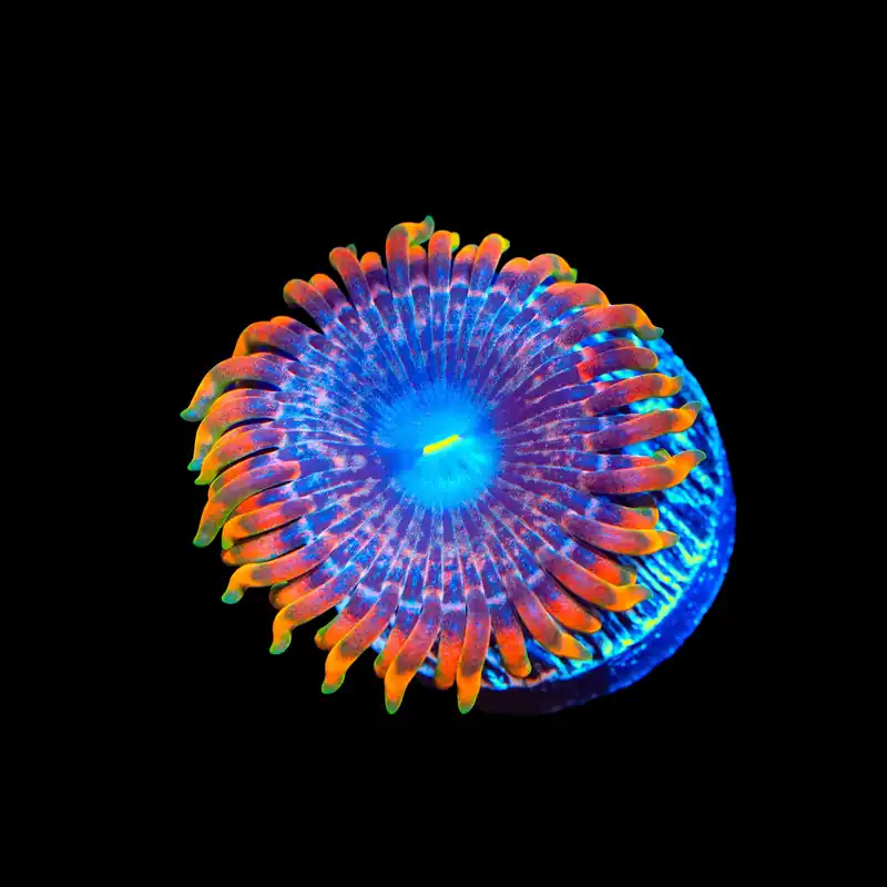 Fairy Fart Zoanthids Coral - TSA Coral