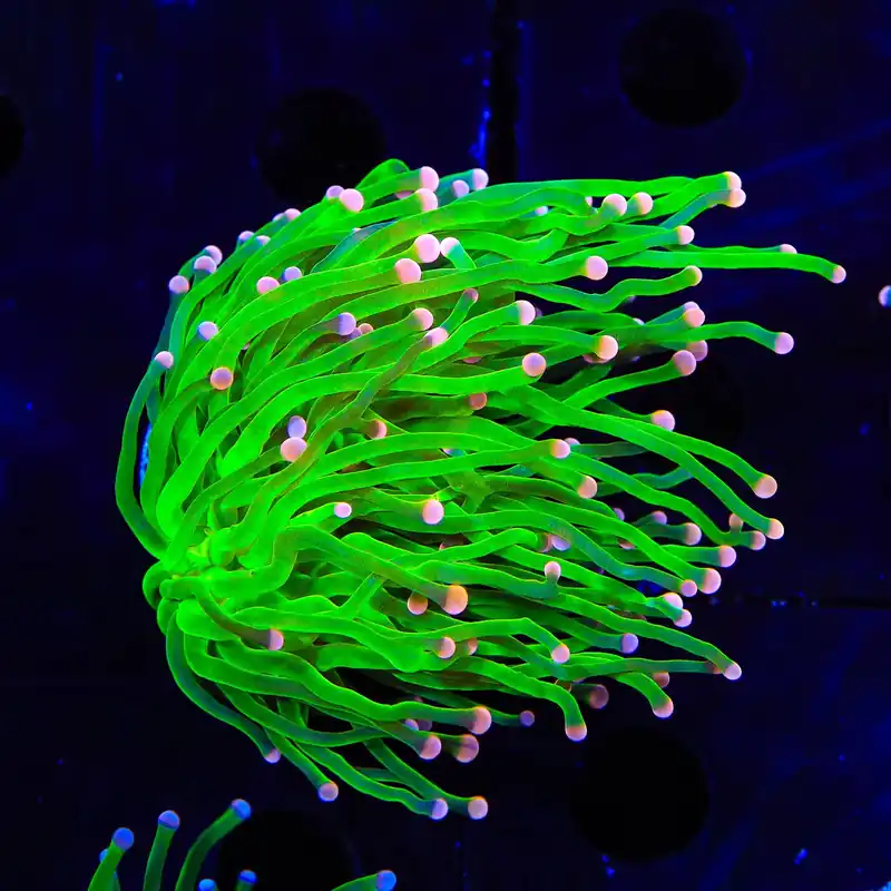 Pink Tip Torch Coral - TSA Coral
