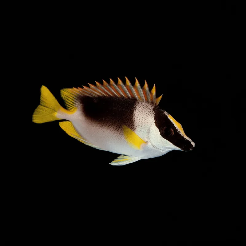 Magnificent Foxface - Siganus magnificus