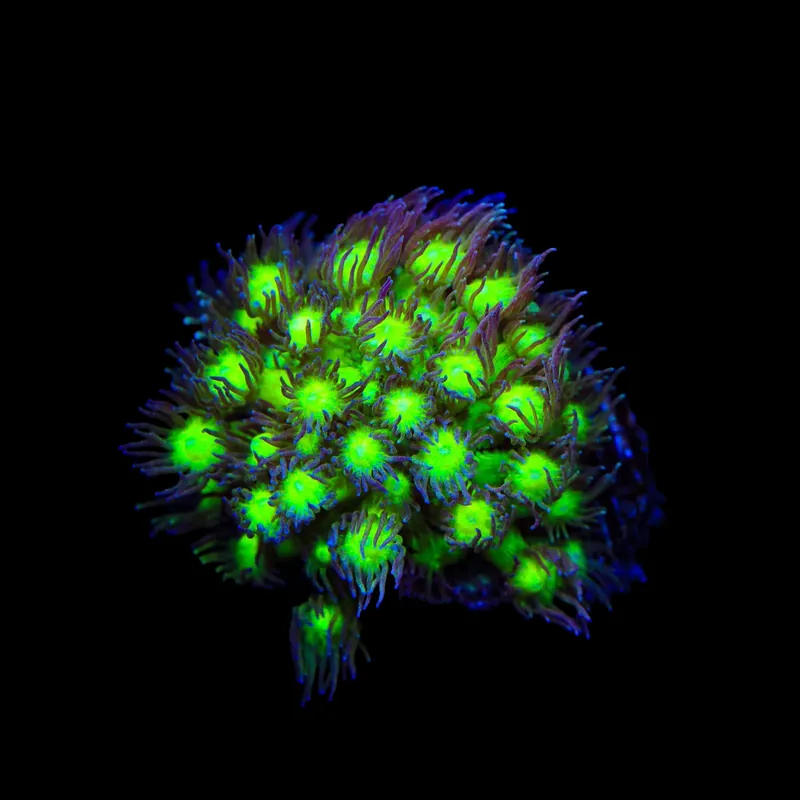 TSA Electric Scream Goniopora Coral - TSA Coral