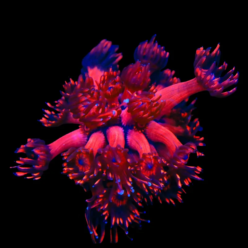 TSA Blood Red Goniopora Coral - TSA Coral