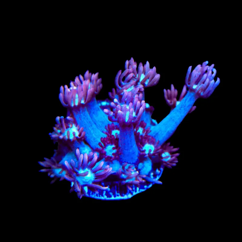 TSA Hot Flash Goniopora Coral - TSA Coral