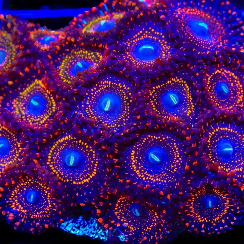 Illuminati Zoanthids Coral - TSA Coral
