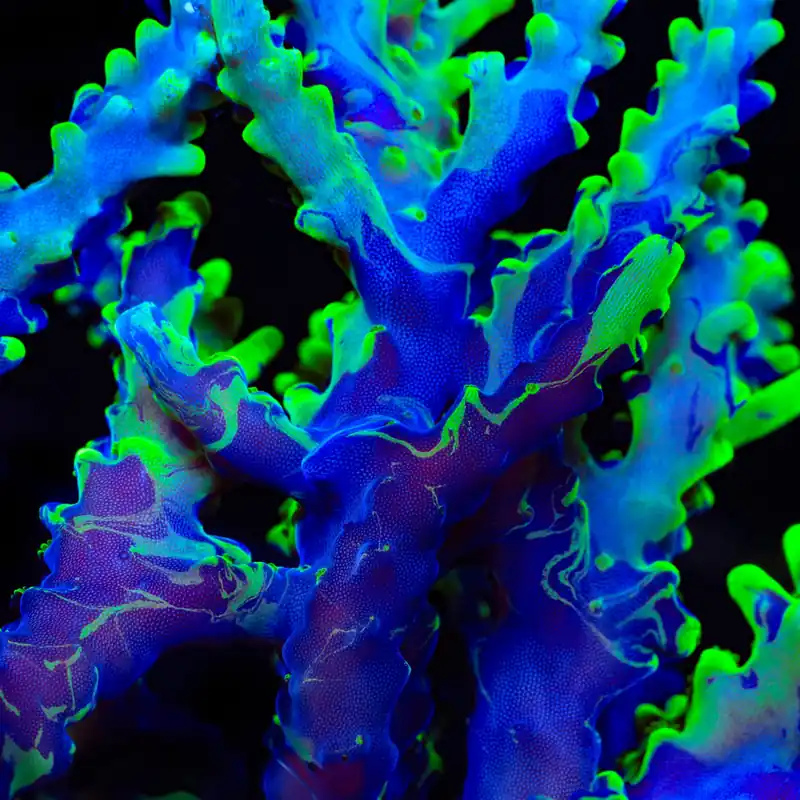 UW Oompa Loompa Splice Acropora Coral - TSA Coral