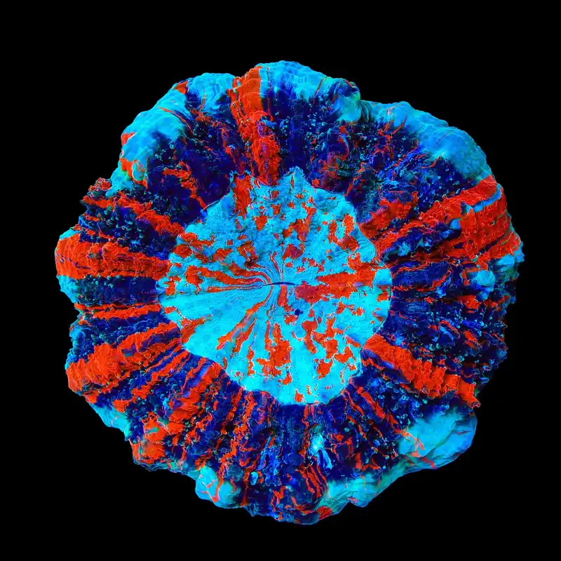Ultra Acanthophyllia Colony Coral - Top Shelf Aquatics