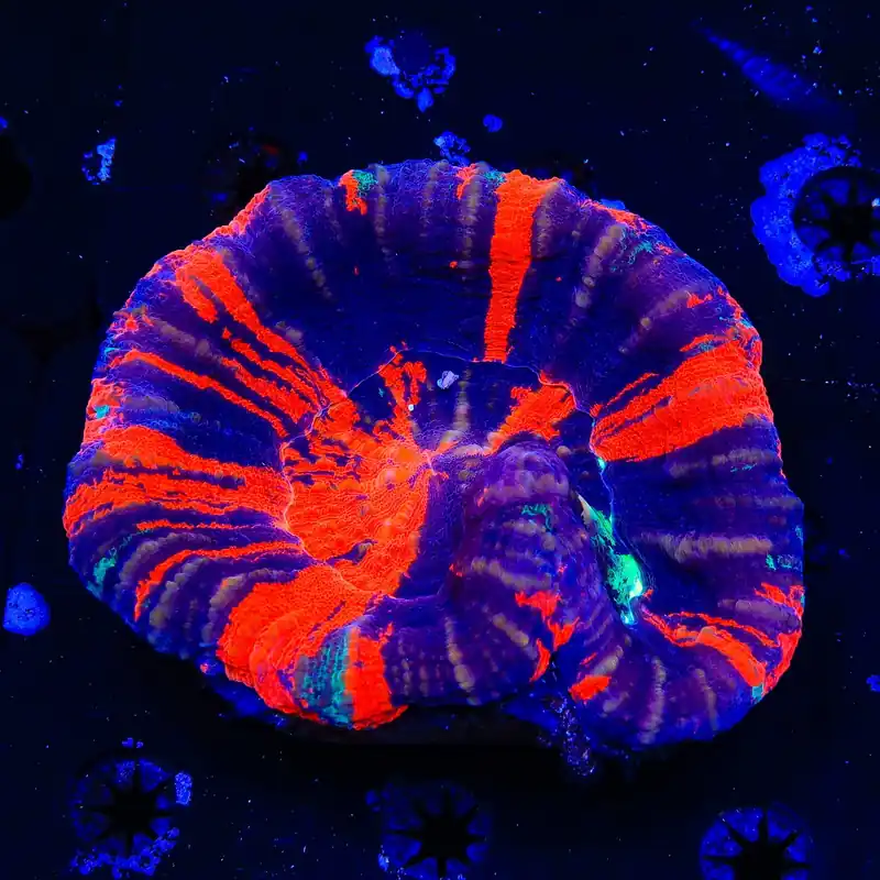 Warpaint Scolymia Colony Coral - Top Shelf Aquatics