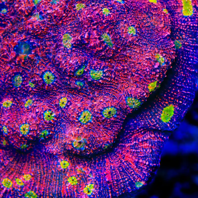 Rimless Watermelon Chalice Coral - TSA Coral