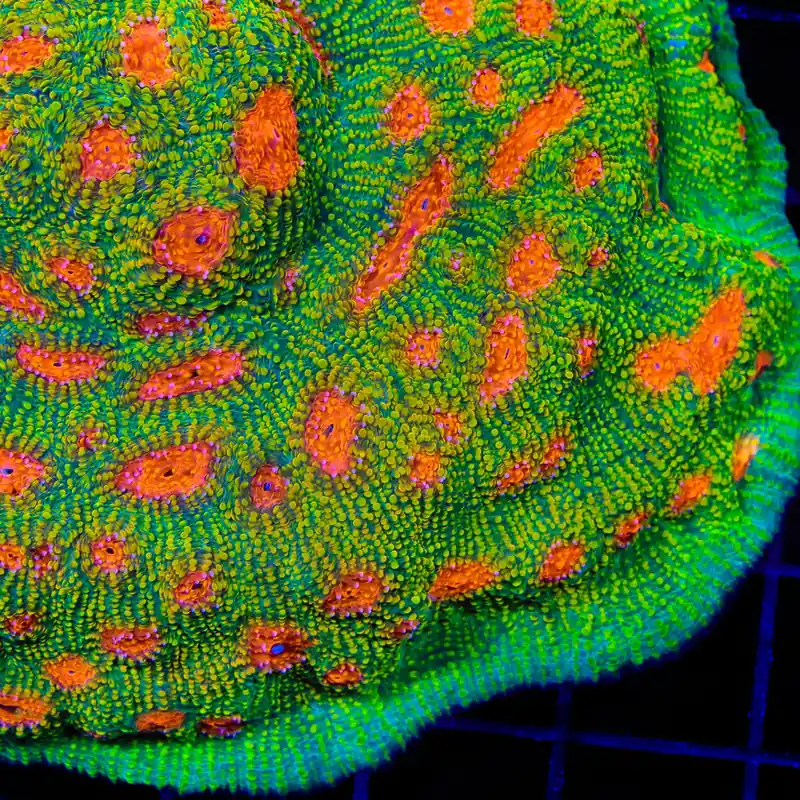 Tyree Bubblegum Monster Chalice Coral - TSA Coral