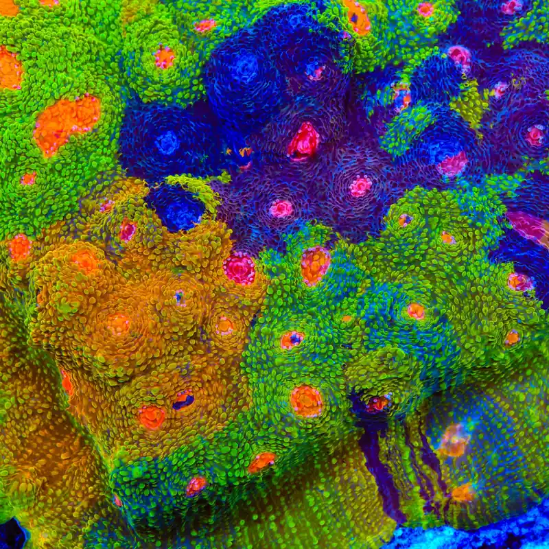 Crayola Meltdown Chalice Coral - TSA Coral