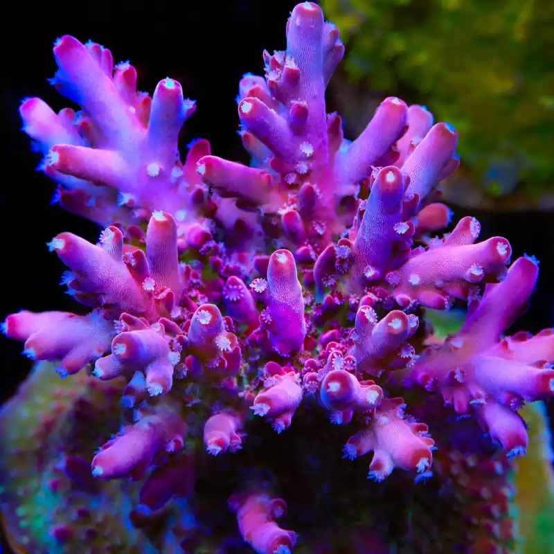 TSA Dr Mundo Acropora Coral - TSA Coral