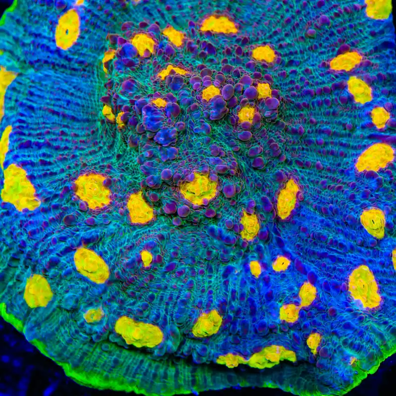 TSA Galaxy Quest Chalice Coral - TSA Coral