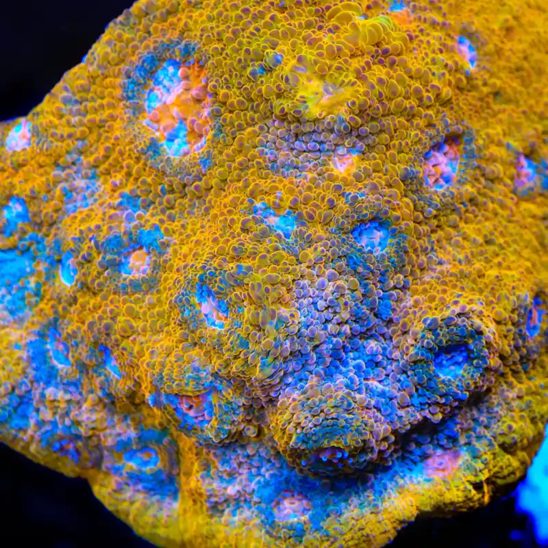 TSA Crown Jewels Chalice Coral - TSA Coral