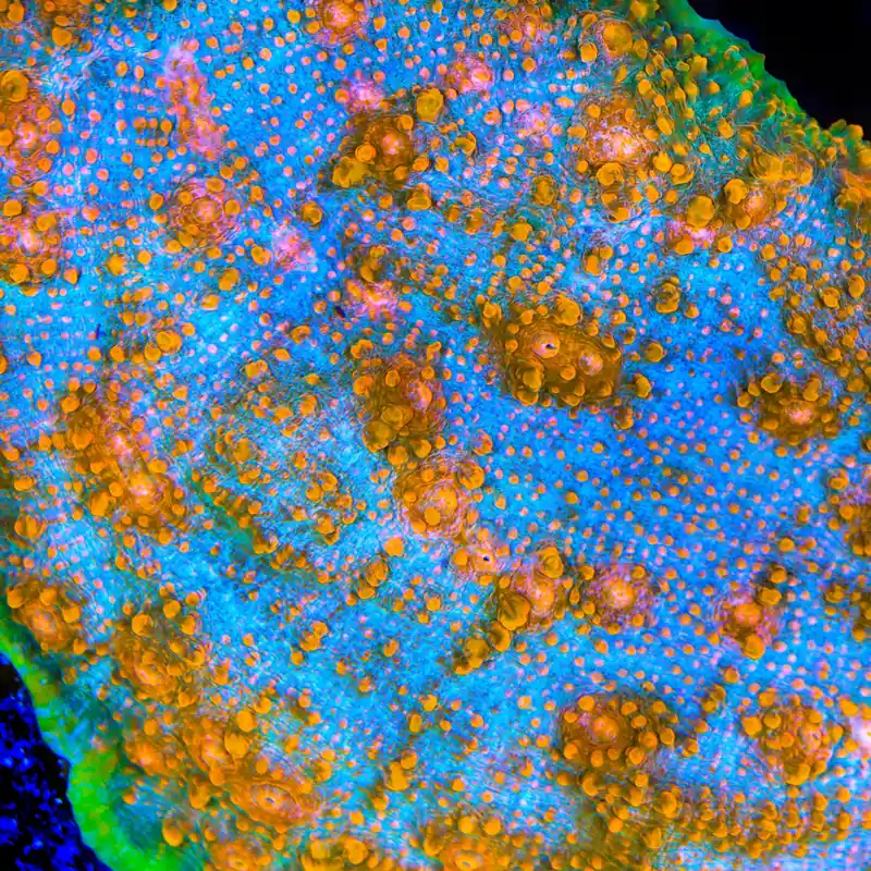 TSA Tropic Thunder Chalice Coral - TSA Coral