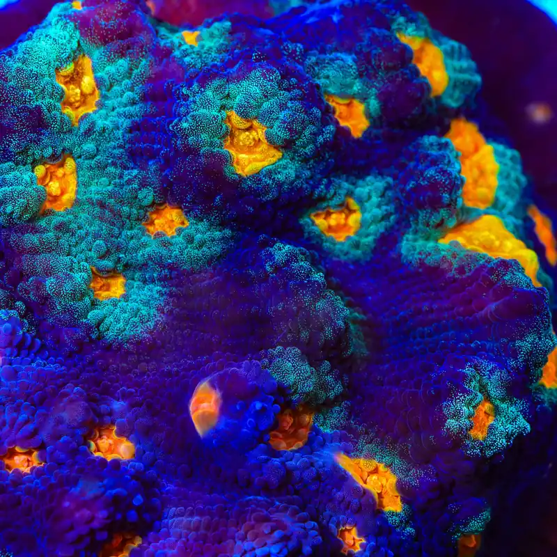 TSA Genie Chalice Coral - TSA Coral