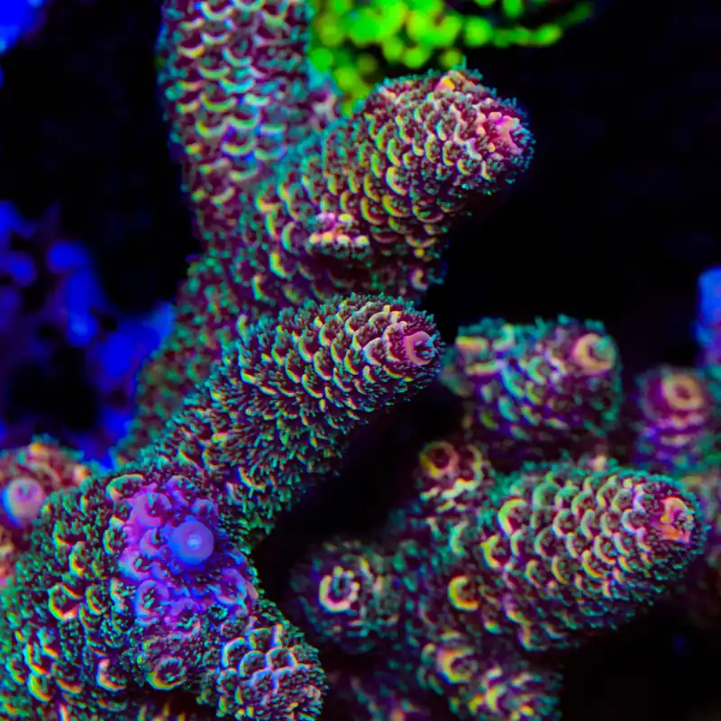 TSA Sunset Mirage Spathulata Acropora Coral - TSA Coral