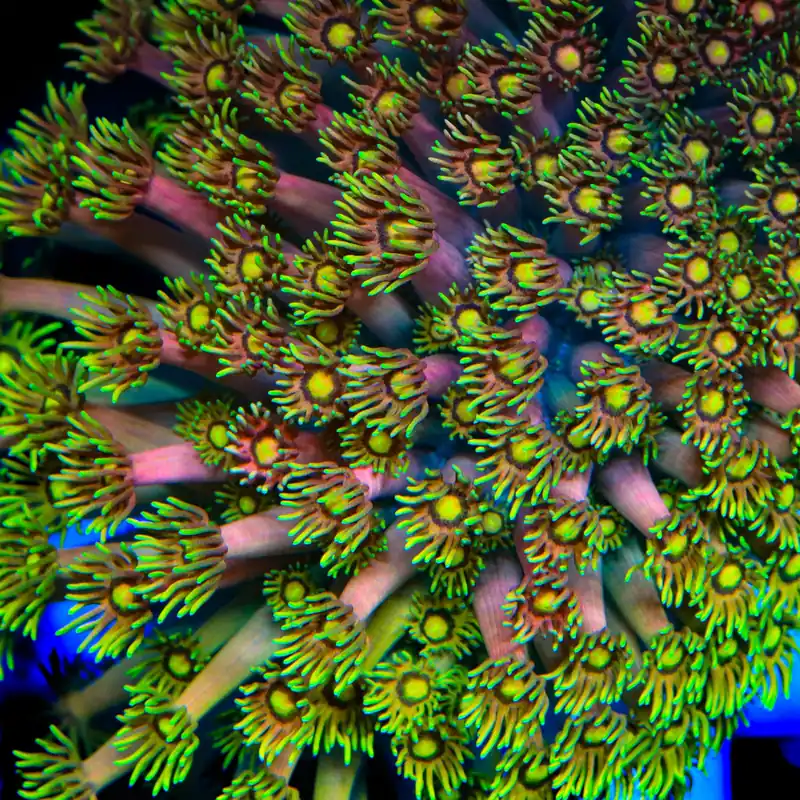 TSA Fairly Odd Goniopora Coral - TSA Coral
