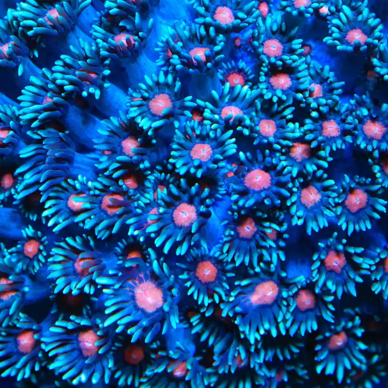 TSA Bubblegum Nebula Goniopora Coral - TSA Coral