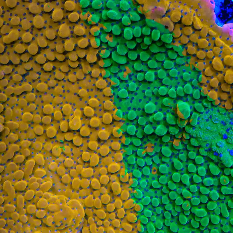 TSA Grafted Quasimodo Montipora Coral - TSA Coral