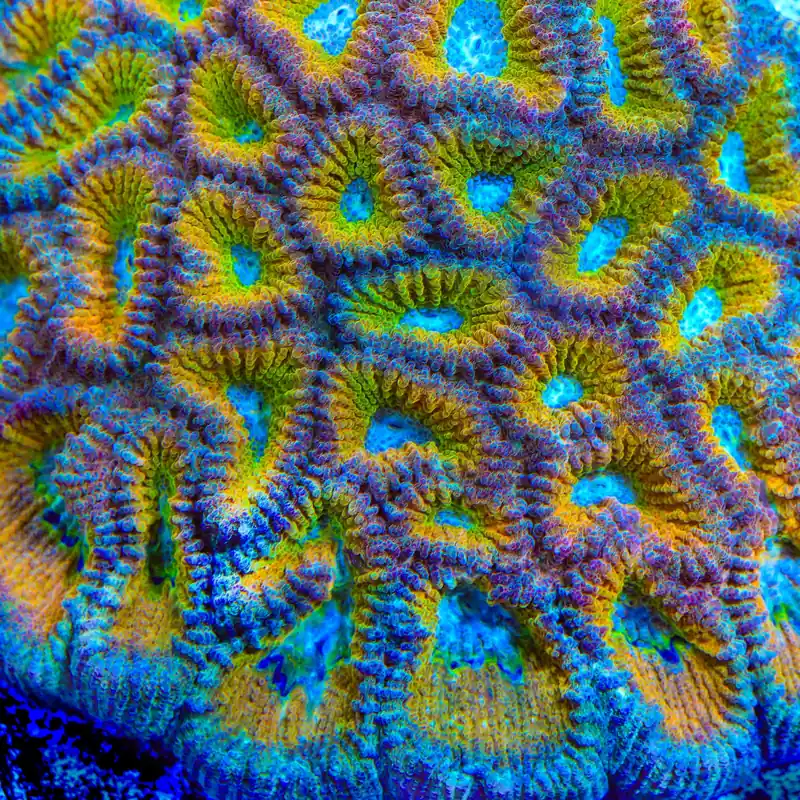 ACI Drunk Monkey Favia Coral - TSA Coral