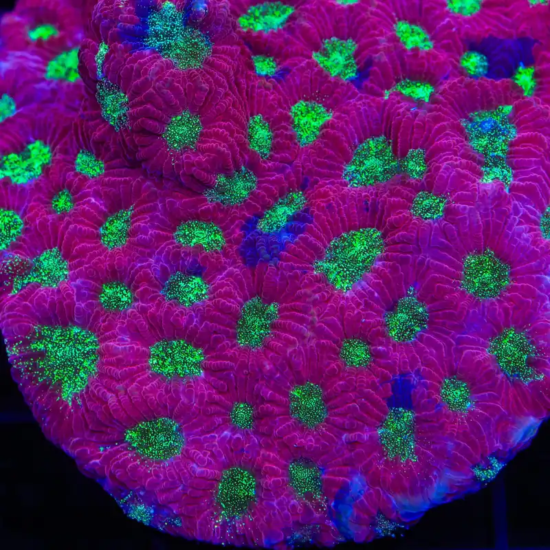 TSA Glitter Puddle Favia Coral - TSA Coral