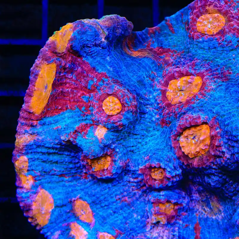 TSA Morning Glory Chalice Coral - TSA Coral