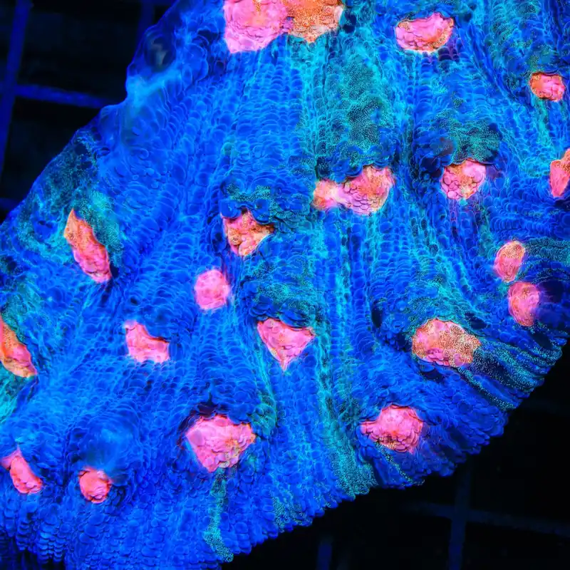 TSA Dream Weaver Chalice Coral - TSA Coral