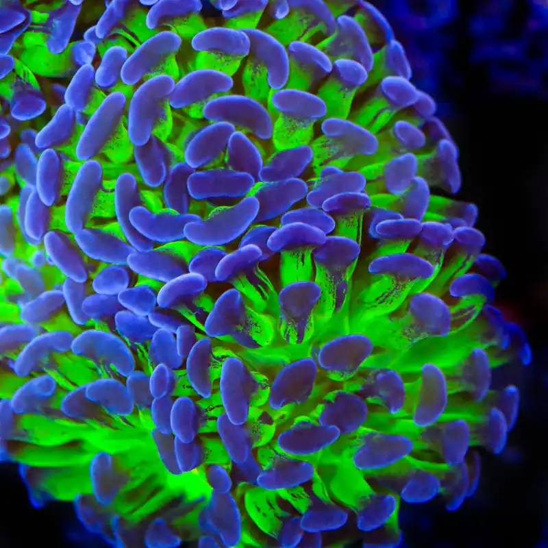 TSA Splatter Stalk Hammer Coral - TSA Coral