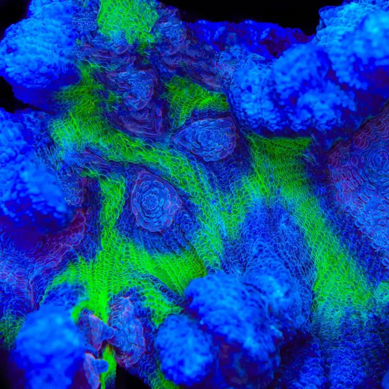 TSA Frozone Pectinia Coral - TSA Coral