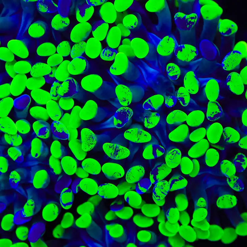 Green Splatter Hammer Coral - TSA Coral