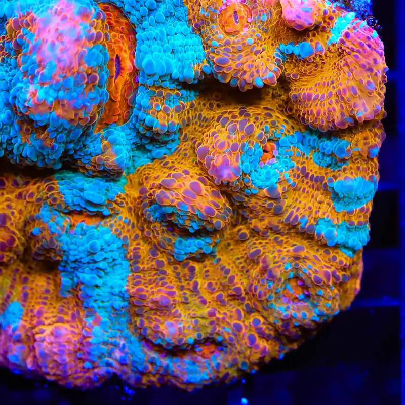 TSA Calypso Chalice Coral - TSA Coral