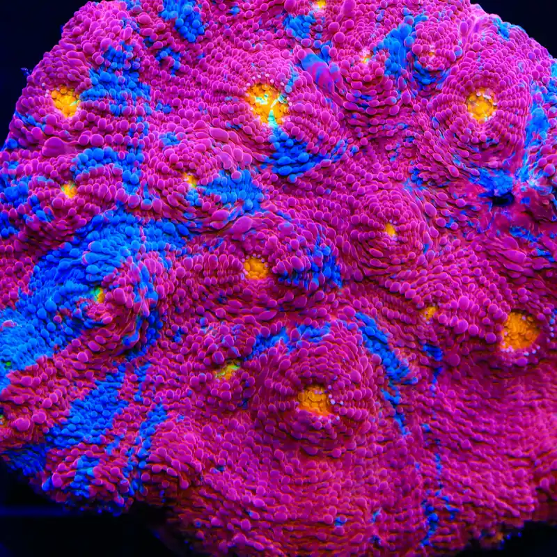 TSA Superman Chalice Coral - TSA Coral