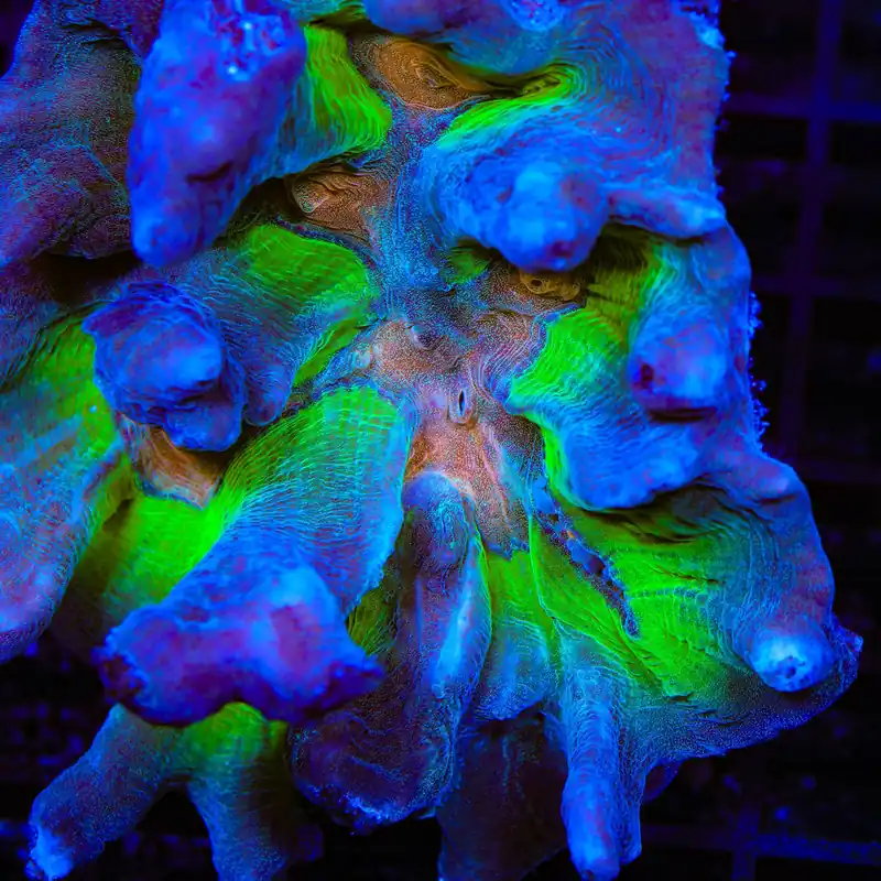 TSA Heat Seeker Pectinia Coral - TSA Coral