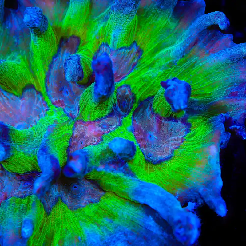 TSA Cloverfield Pectinia Coral - TSA Coral
