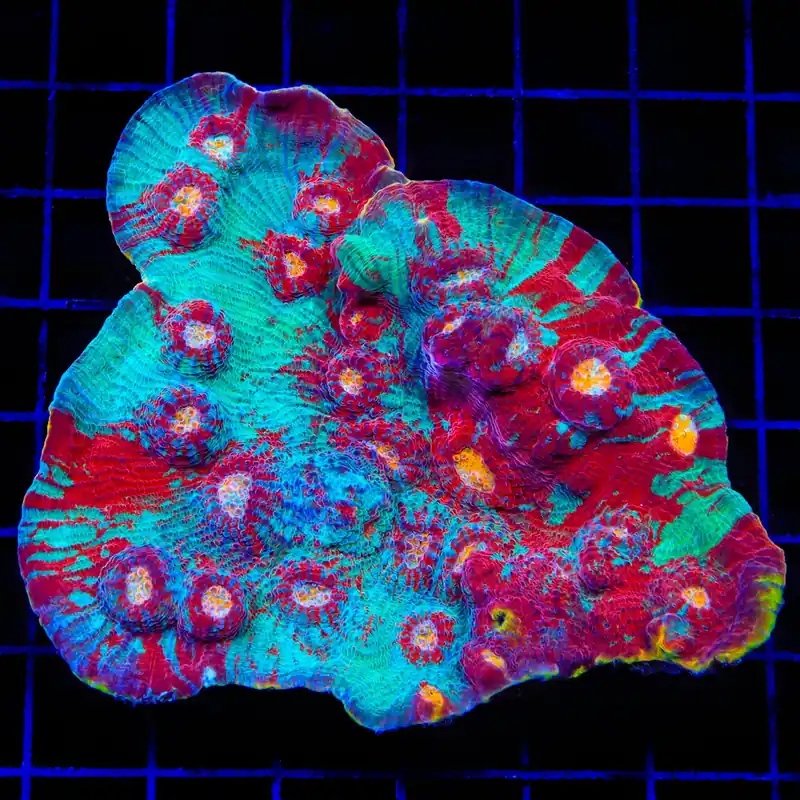 TSA Captain America Chalice Coral - TSA Coral