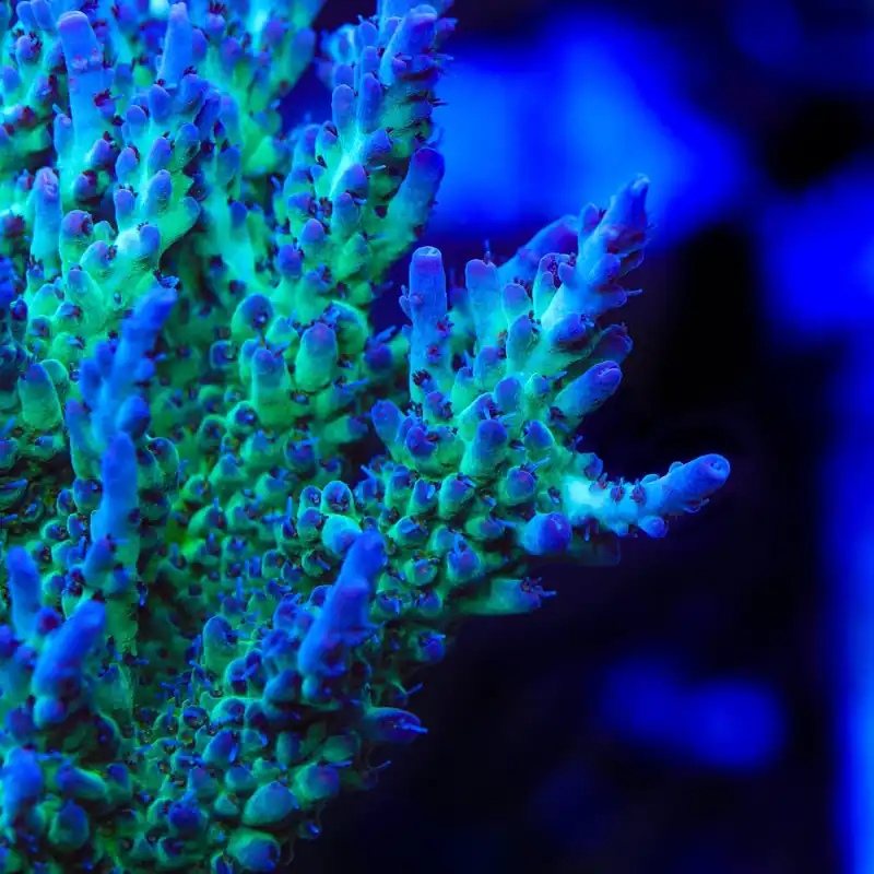 TSA Blueberry Shortcake Acropora Coral - TSA Coral