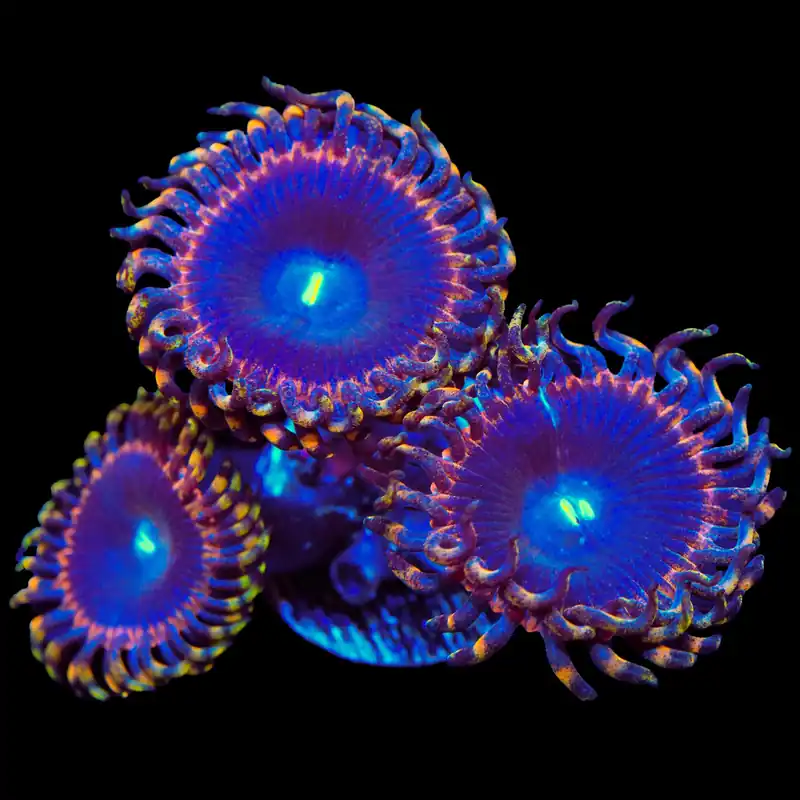 TSA Detonator Zoanthids Coral - TSA Coral