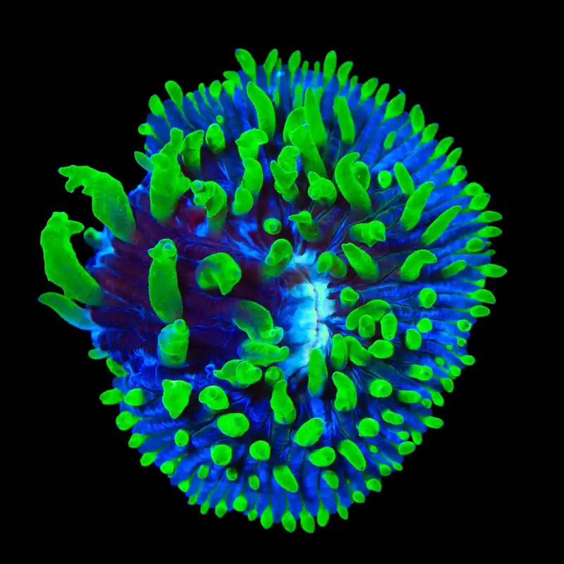 TSA Troll Doll Aquacultured Plate Coral - TSA Coral