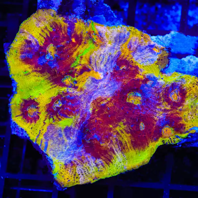 TSA Rainbow Inferno Chalice Coral - TSA Coral