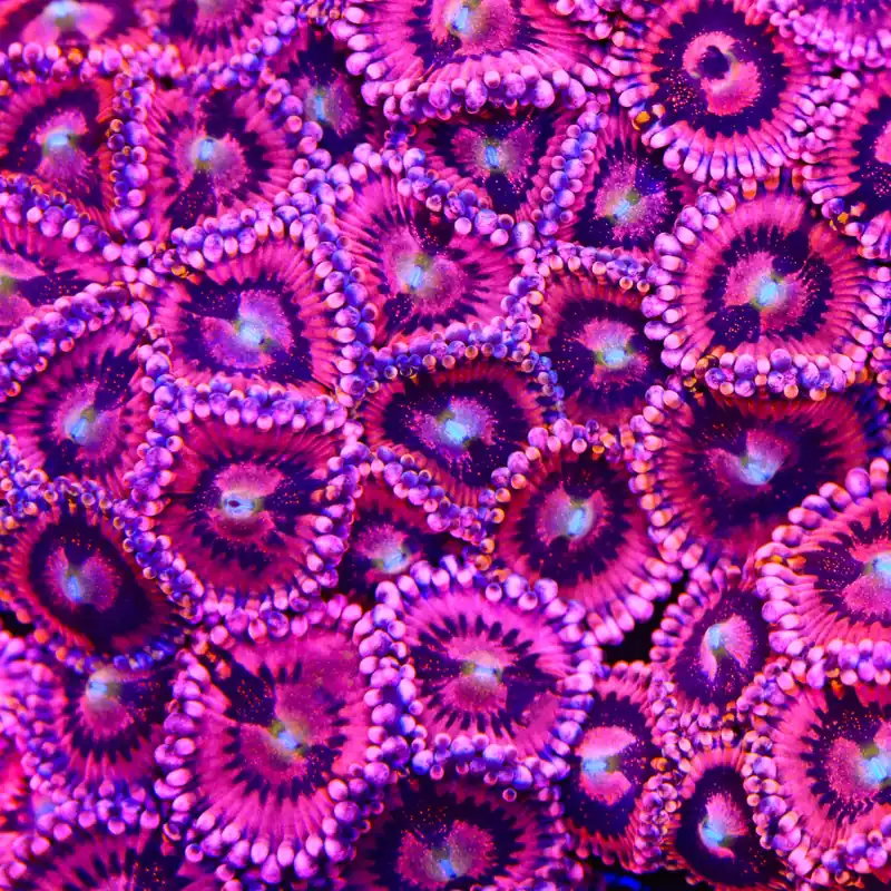 Playboy Bunny Zoanthids Coral - TSA Coral