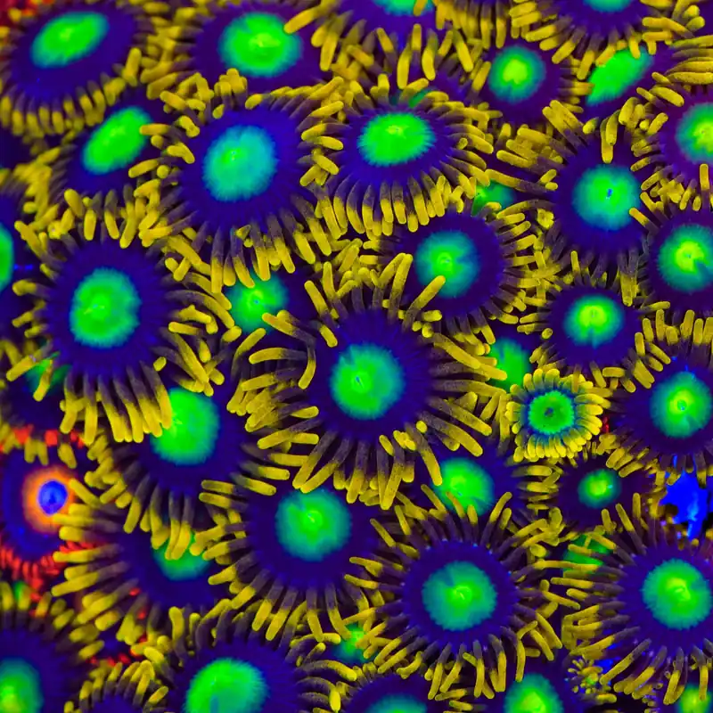 Radioactive Dragon Eye Zoanthids Coral - TSA Coral