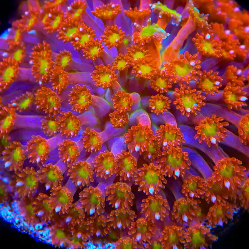 TSA Jujube Goniopora Coral - TSA Coral